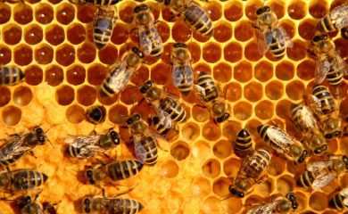 Подпомогнаха пчеларите с над 7,5 млн. лева