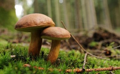 Очаква се сезонът на гъбите в Смолян да се засили след дъждовете
