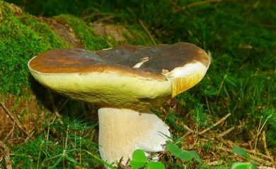 Намериха манатарка гигант край Смолян