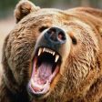 Нови нападения на мечки в Смолянско