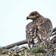 Подкрепете проект на EVN за опазването на царския орел в България