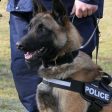 Полицейско куче откри избягал затворник край Смолян