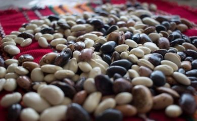 По-слаба реколта от смилянски фасул тази година