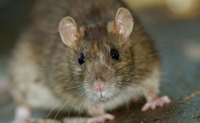 Числеността на гризачите в Смолян се увеличава
