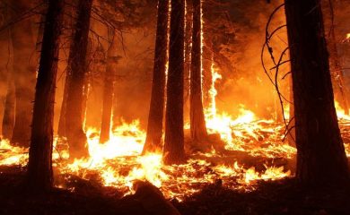 Голям горски пожар край родопското село Югово