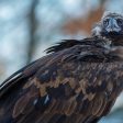 Поредна стъпка към завръщането на черните лешояди в дивата природа на Родопите