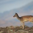 Над 80 елена лопатари бяха разселени в Родопите тази зима