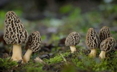 Сезонът на гъбите в Смолян започна