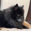 Предлагат награда за намирането нa изгубено кученце в Смолян