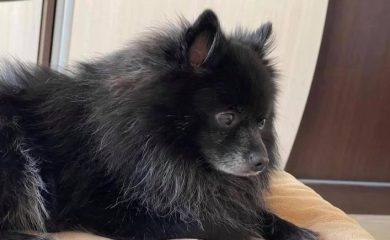Предлагат награда за намирането нa изгубено кученце в Смолян