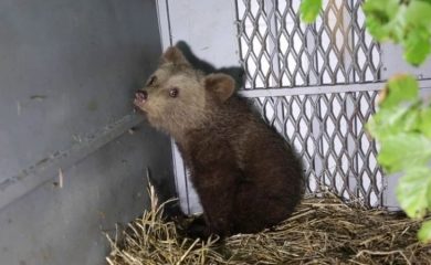 Малкото мече, намерено край Смолян е женско и се казва Хуба
