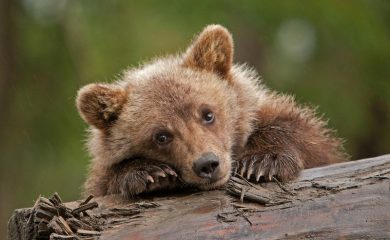 WWF отбелязва годишнина от създаването на Спасителния мечешки отряд