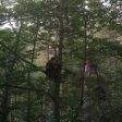 Еколози се погрижиха за малко мече край Смилян