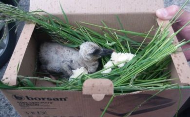 Върнаха паднало щъркелче обратно в гнездото му в родопското село Борино