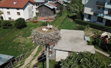 Спасеното щъркелче в Борино расте и се развива нормално