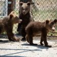 WWF: През пролетта на 2022 г. трите мечета от Родопите ще бъдат изпратени обратно в България