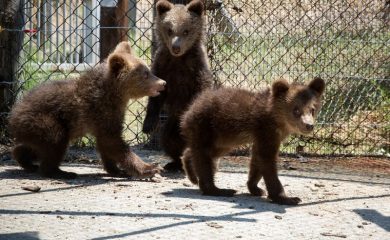 WWF: През пролетта на 2022 г. трите мечета от Родопите ще бъдат изпратени обратно в България