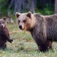 Смолян ще бъде домакин на дискусия за съвместното съществуване на хората и мечките в Родопите