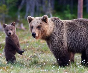 Борино ще бъде първата община в България с план за мирно съжителство с мечките