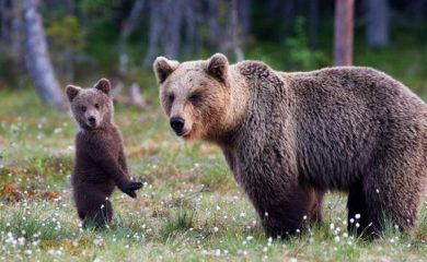 Проучват свързаността на местообитанията на мечки между България и Гърция
