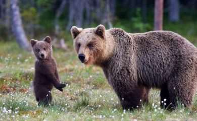 Смолян ще бъде домакин на дискусия за съвместното съществуване на хората и мечките в Родопите