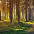 21 март – Международен ден на горите