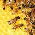 От 4 януари се отваря приемът по Пчеларската програма за 2022 г.