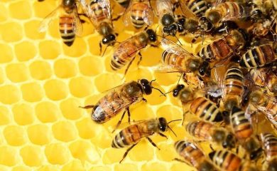 От 4 януари се отваря приемът по Пчеларската програма за 2022 г.
