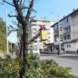 Общината оформя короните на дърветата по централния булевард на Смолян