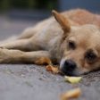 Преброиха безстопанствените кучета в Смолян и околните села