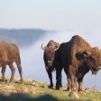 Продължава заселването на бизони в дивата природа на Родопа планина