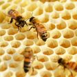 Пчели излитат от кошерите заради топлата зима в Родопите