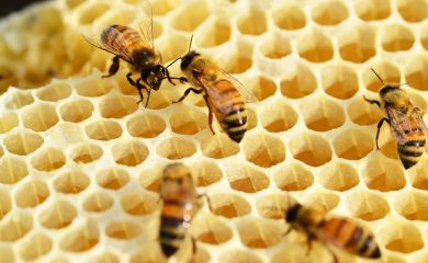 От 3 до 10 декември стопаните заявяват помощ за унищожени пчелни семейства