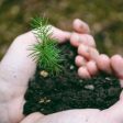 Засадиха 250 борови дръвчета по повод юбилея на училището в Рудозем
