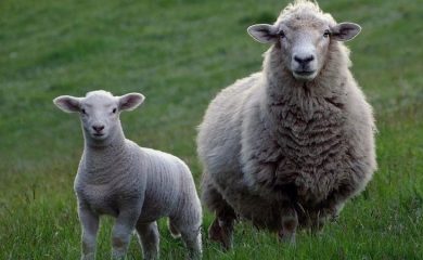Овцевъди и козевъди получиха над 21 млн. лева за Кампания 2022