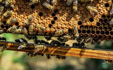 Стопаните заявяват помощ за унищожени животни и пчелни семейства