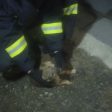 Пожарникари оказаха помощ на бедстващо куче в река Неделинска