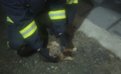 Пожарникари оказаха помощ на бедстващо куче в река Неделинска