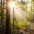 WWF завърши първата фаза от мониторинга на старите гори, обявени за опазване