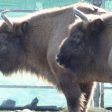 Още три бизона пристигнаха в Родопите (Видео)