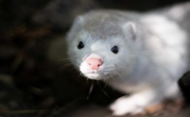 Забраната за внос и развъждане на норки в България вече е факт