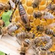 До 15 август пчеларите подават заявление за плащане по Пчеларската програма