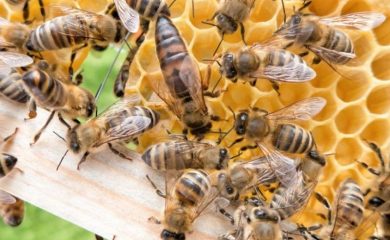 Пчелна ферма Митеви от Смолян спечели приза “Пчелар №1 на България”