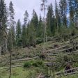 ЮЦДП обяви процедури за добив на повалена дървесина от ураганните ветрове