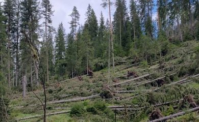 ЮЦДП обяви процедури за добив на повалена дървесина от ураганните ветрове