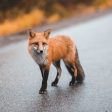 До 11 ноември РИОСВ приема фотоси в конкурса „Редките и защитени видове около нас“