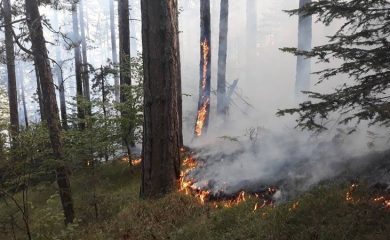 Мълния предизвика горски пожар край чепеларското село Хвойна