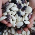 Смилян се превръща в столицата на фасула