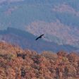 Черният лешояд се завърна в Родопите