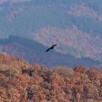 Черният лешояд се завърна в Родопите